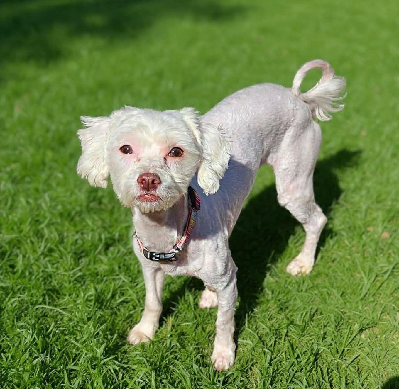 Enlarge Marshmellow, a Adoptable mixed breed in Fairmont, WV image 3/3