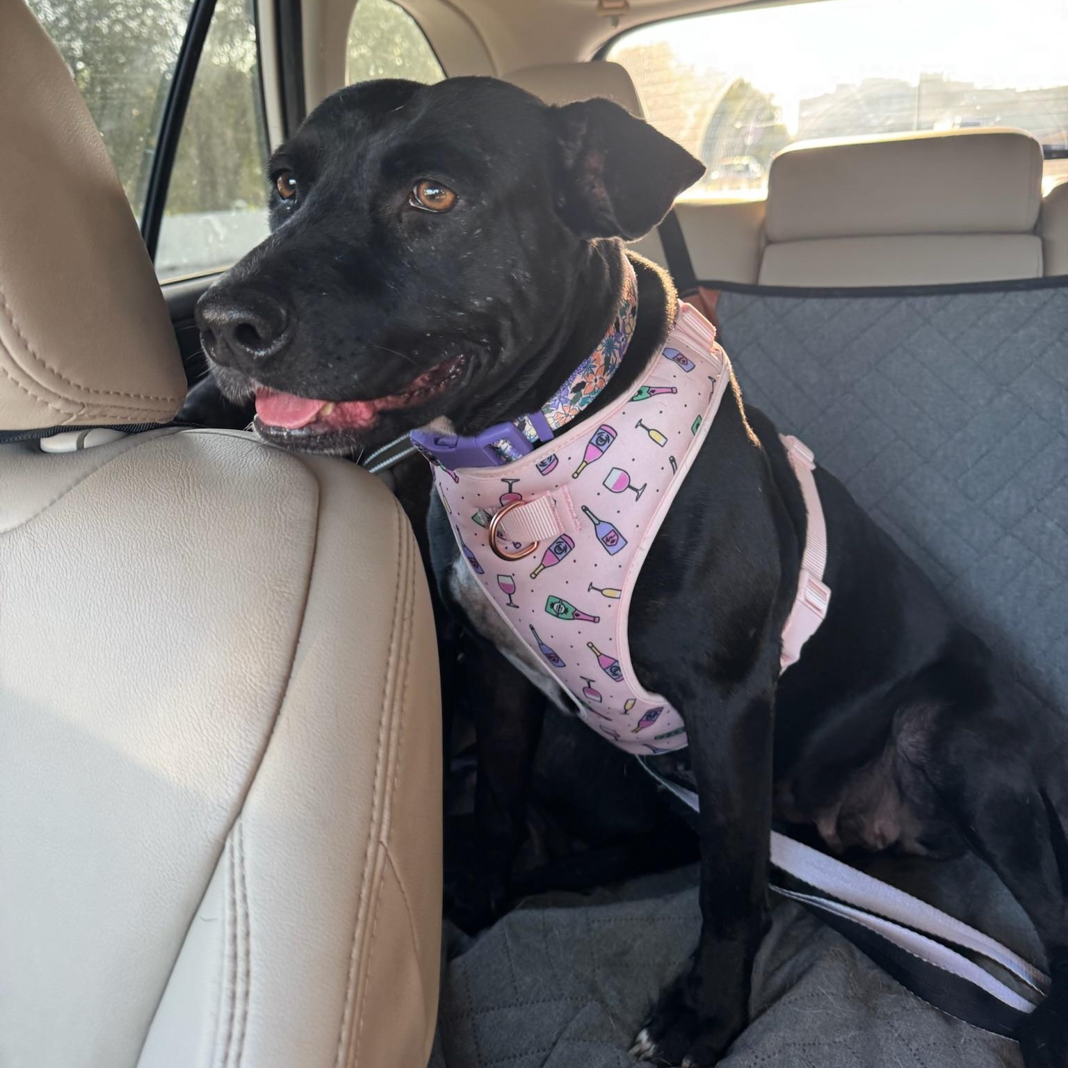 Enlarge Bonnie, a Adoptable mixed breed in Des Moines, WA image 3/6