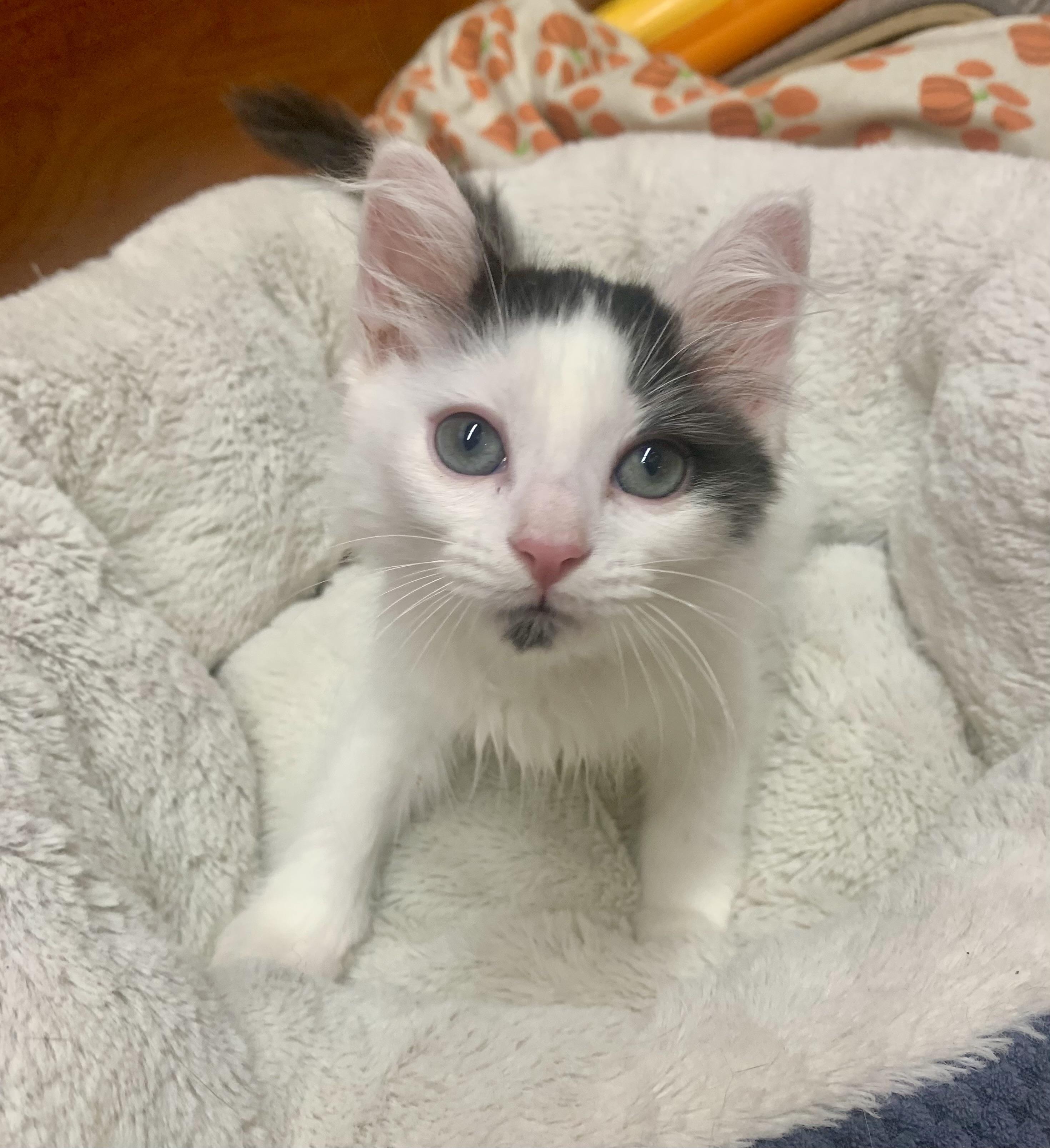 Dribble, ADOPTABLE, Kitten Male Domestic Medium Hair.