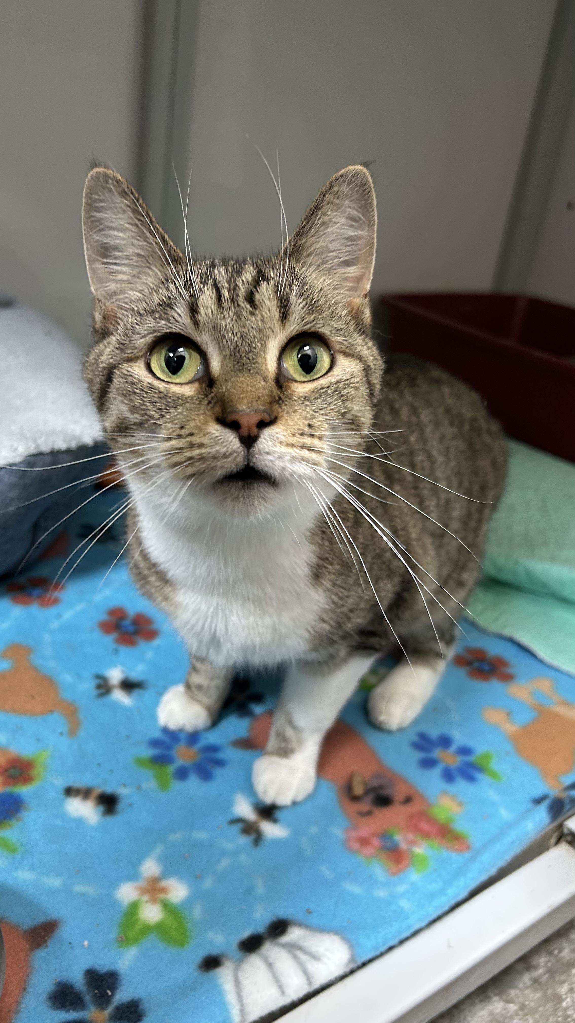 Alina , ADOPTABLE, Adult Female Domestic Short Hair.