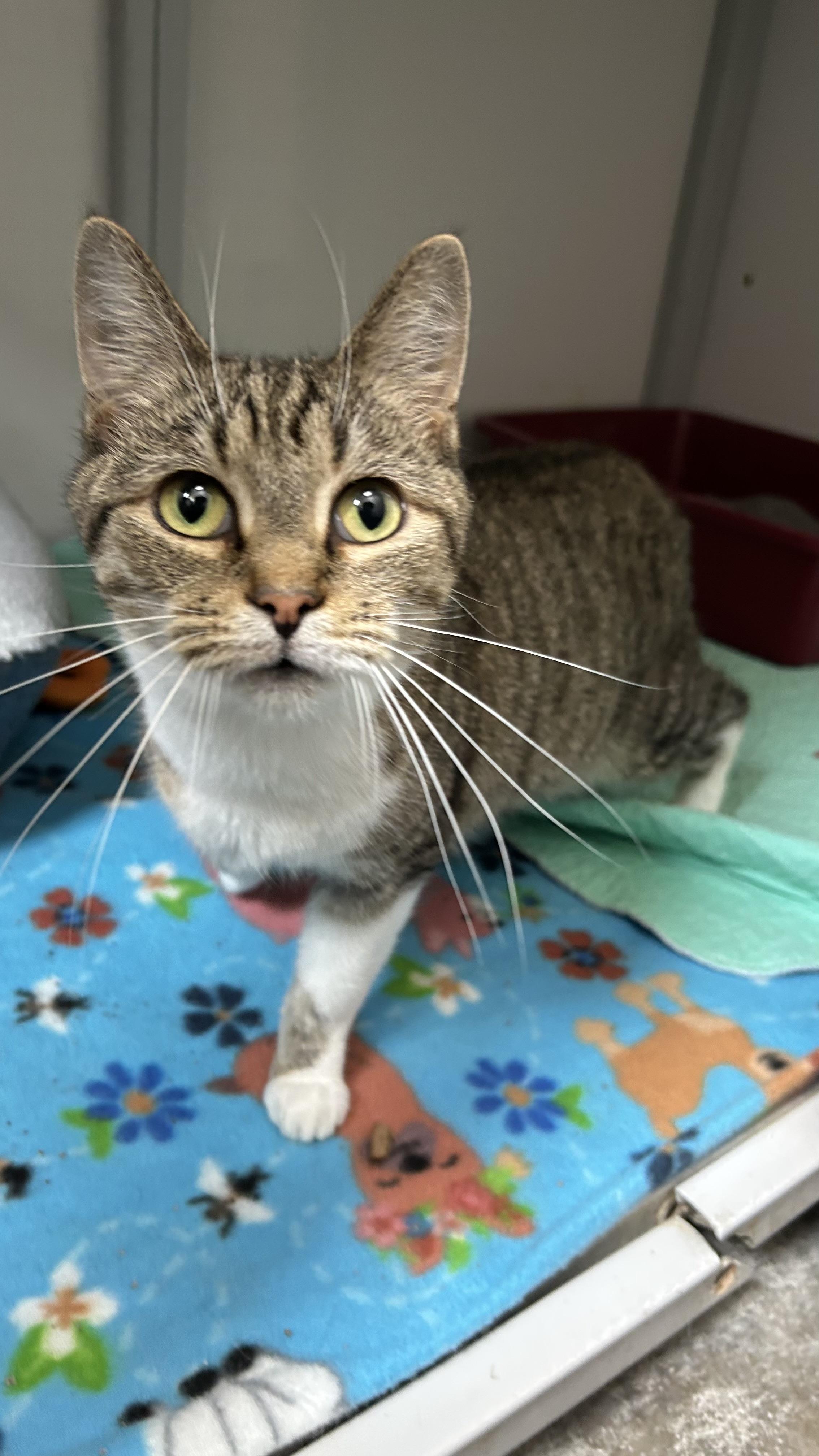 Enlarge Alina , a ADOPTABLE Domestic Short Hair in White Oak, PA image 3/4