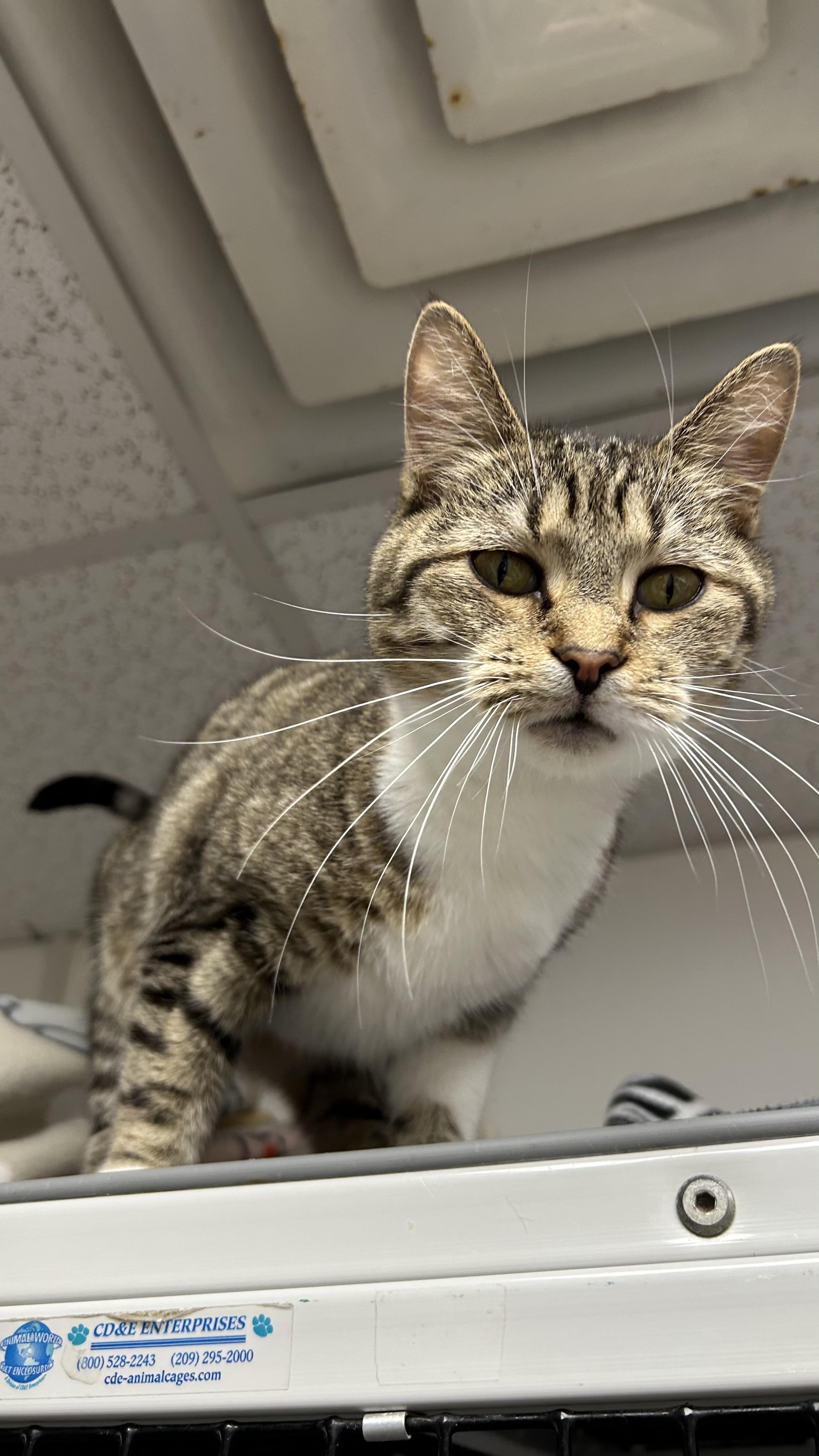 Enlarge Alina , a ADOPTABLE Domestic Short Hair in White Oak, PA image 4/4