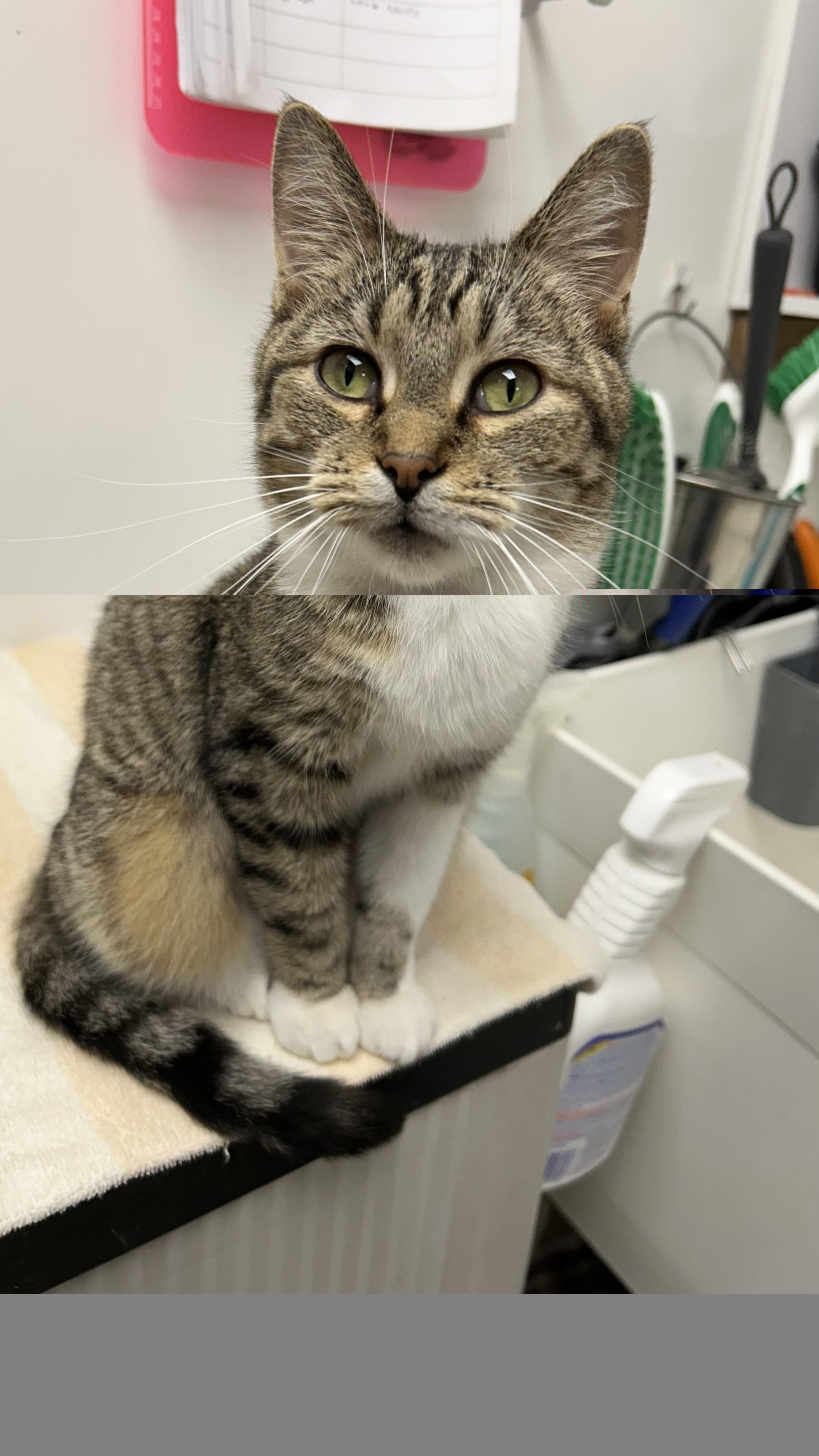 Enlarge Alina , a ADOPTABLE Domestic Short Hair in White Oak, PA image 2/4