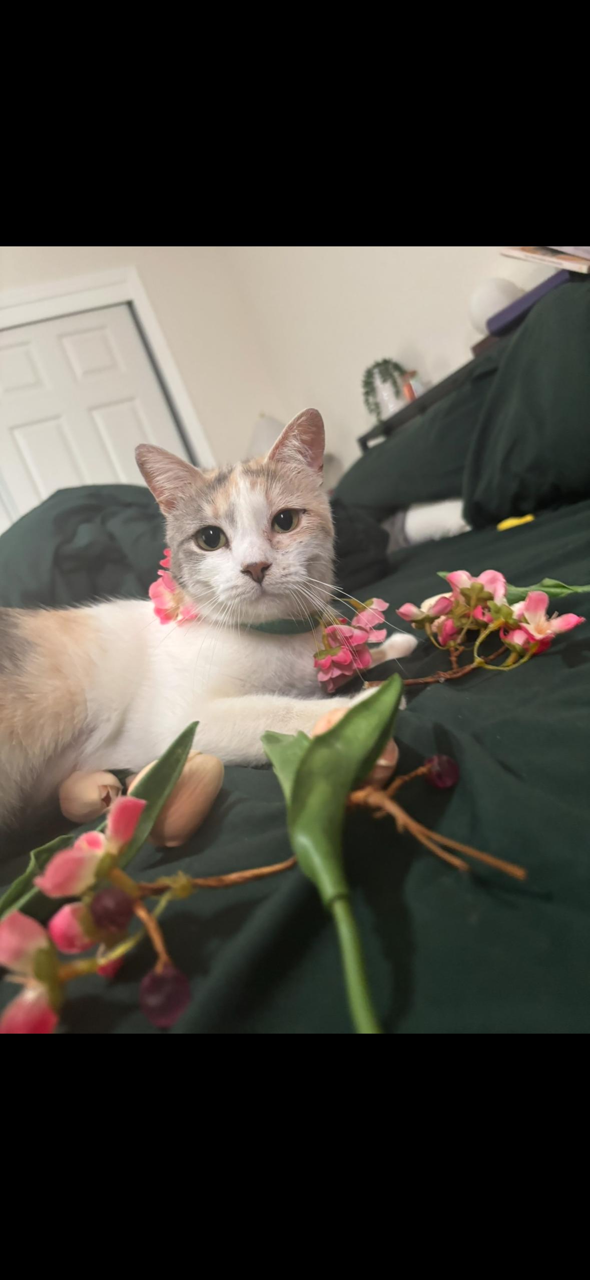 Enlarge Snickerdoodle ( CW), a Adoptable Calico in Vallejo, CA image 2/2