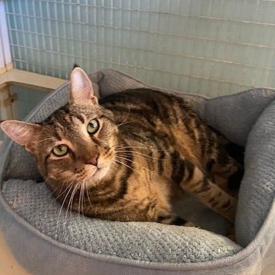 Enlarge BB, a Adoptable Domestic Short Hair in Memphis, TN image 3/5