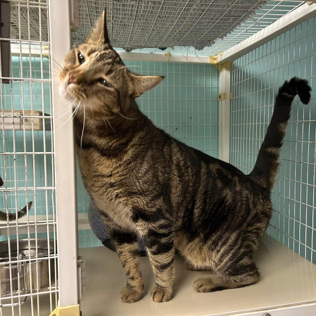 Enlarge BB, a Adoptable Domestic Short Hair in Memphis, TN image 2/5