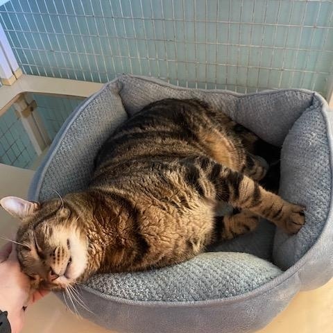 Enlarge BB, a Adoptable Domestic Short Hair in Memphis, TN image 4/5