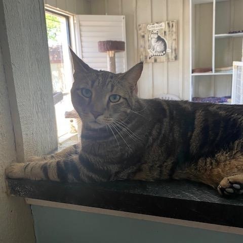 Enlarge BB, a Adoptable Domestic Short Hair in Memphis, TN image 5/5