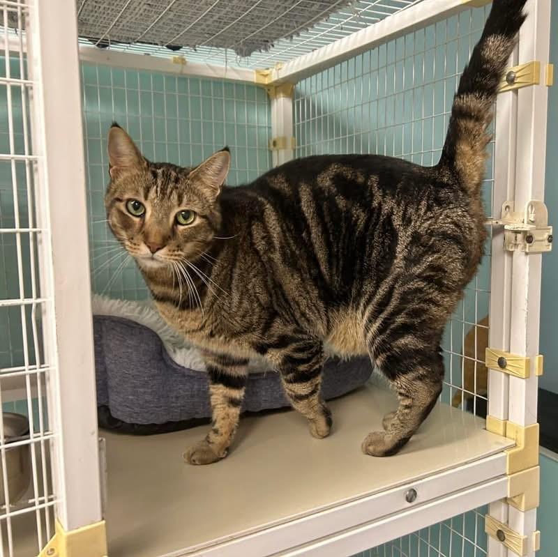 BB, Adoptable, Adult Male Domestic Short Hair.