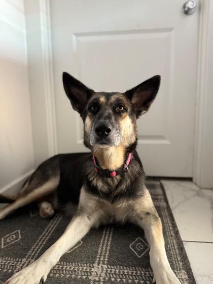 Alita (in foster), Adoptable, Adult Female German Shepherd Dog & Mixed Breed.