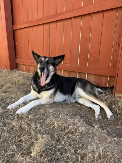 Enlarge Alita (in foster), a Adoptable mixed breed in San Marcos, TX image 2/3