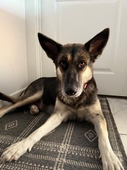 Enlarge Alita (in foster), a Adoptable mixed breed in San Marcos, TX image 3/3