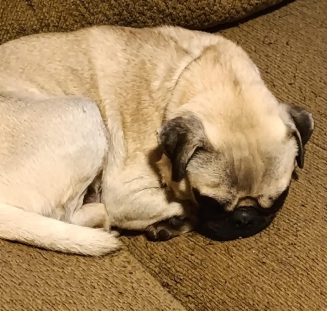 Tucker, a Adoptable Pug in Rancho Santa Fe, CA image 4/5