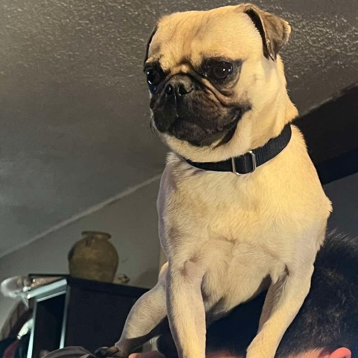 Tucker, a Adoptable Pug in Rancho Santa Fe, CA image 2/5