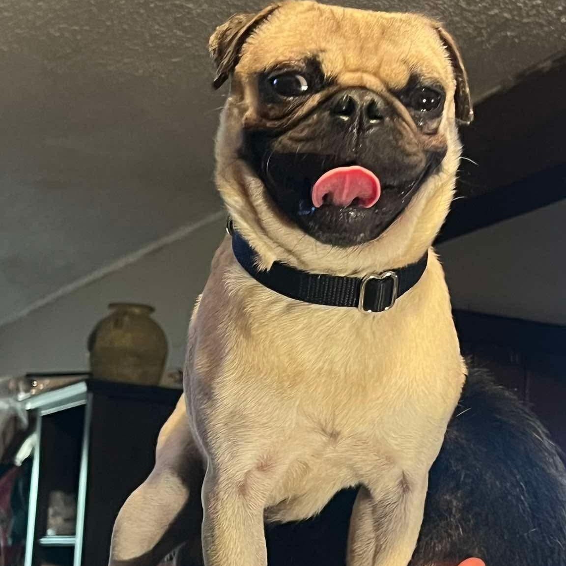 Tucker, Adoptable, Adult Male Pug.