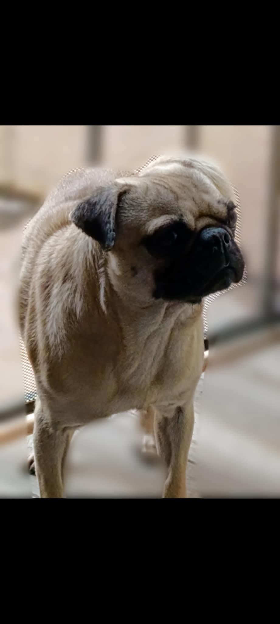 Tucker, a Adoptable Pug in Rancho Santa Fe, CA image 5/5