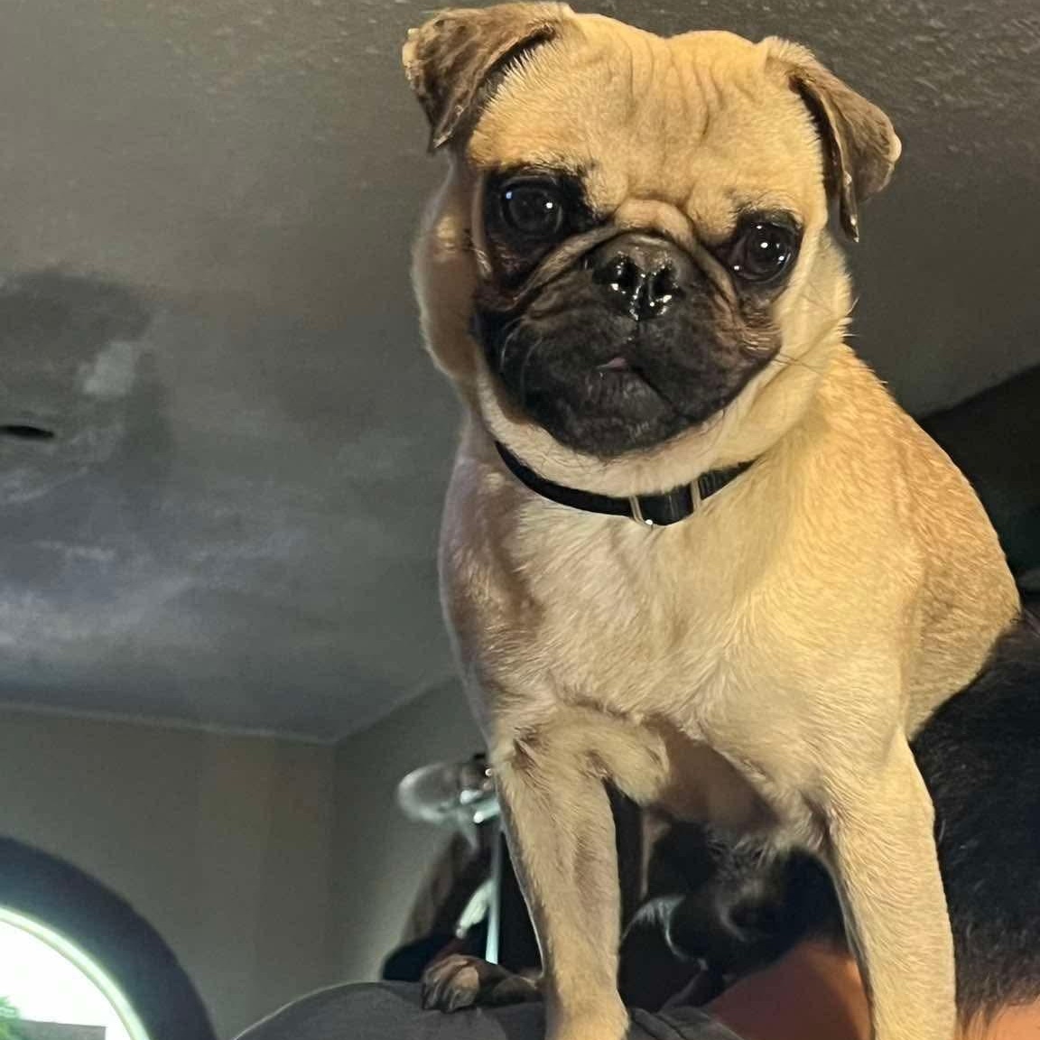 Tucker, Adoptable, Adult Male Pug.