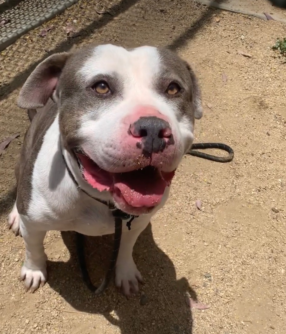 Enlarge Brandy, a Adoptable mixed breed in Los Angeles, CA image 1/4