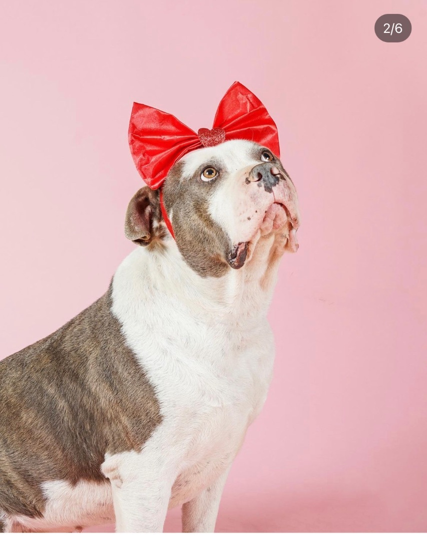 Enlarge Brandy, a Adoptable mixed breed in Los Angeles, CA image 2/4