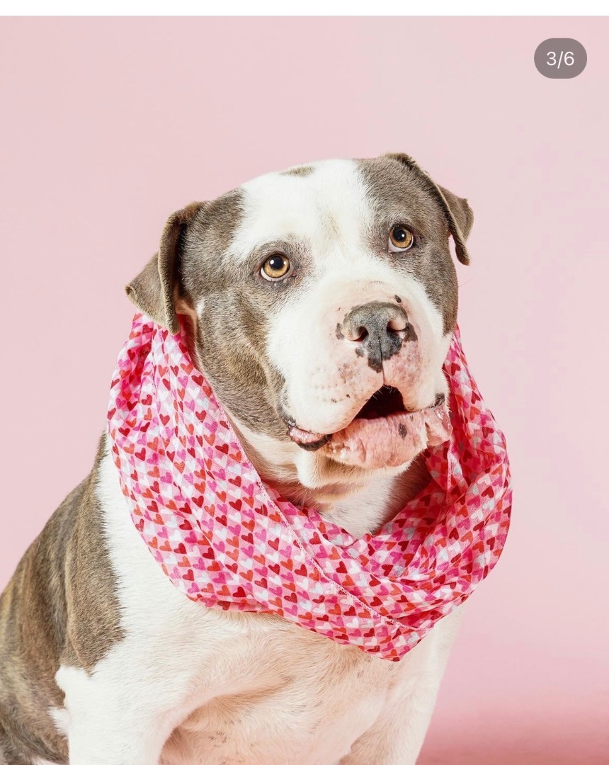 Enlarge Brandy, a Adoptable mixed breed in Los Angeles, CA image 3/4