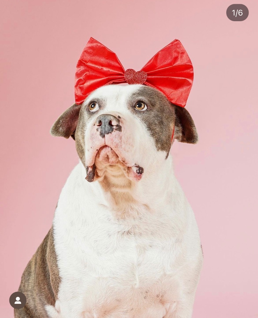 Enlarge Brandy, a Adoptable mixed breed in Los Angeles, CA image 4/4