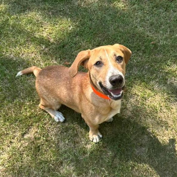 Enlarge Martin (hank), a Adoptable Mixed Breed in Gadsden, AL image 2/6