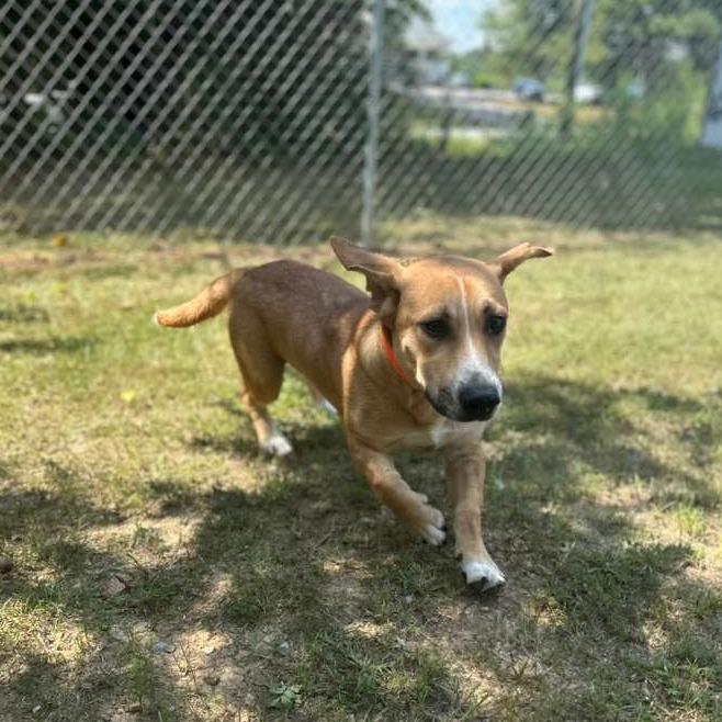 Enlarge Martin (hank), a Adoptable Mixed Breed in Gadsden, AL image 3/6