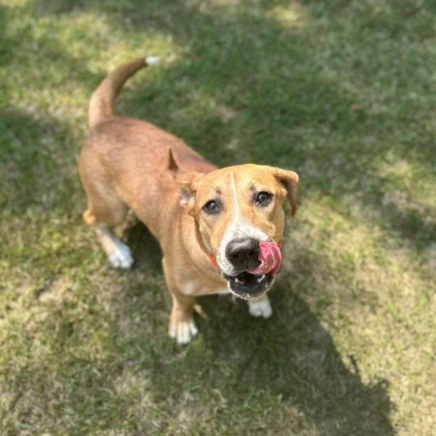 Enlarge Martin (hank), a Adoptable Mixed Breed in Gadsden, AL image 4/6