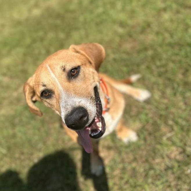 Enlarge Martin (hank), a Adoptable Mixed Breed in Gadsden, AL image 5/6
