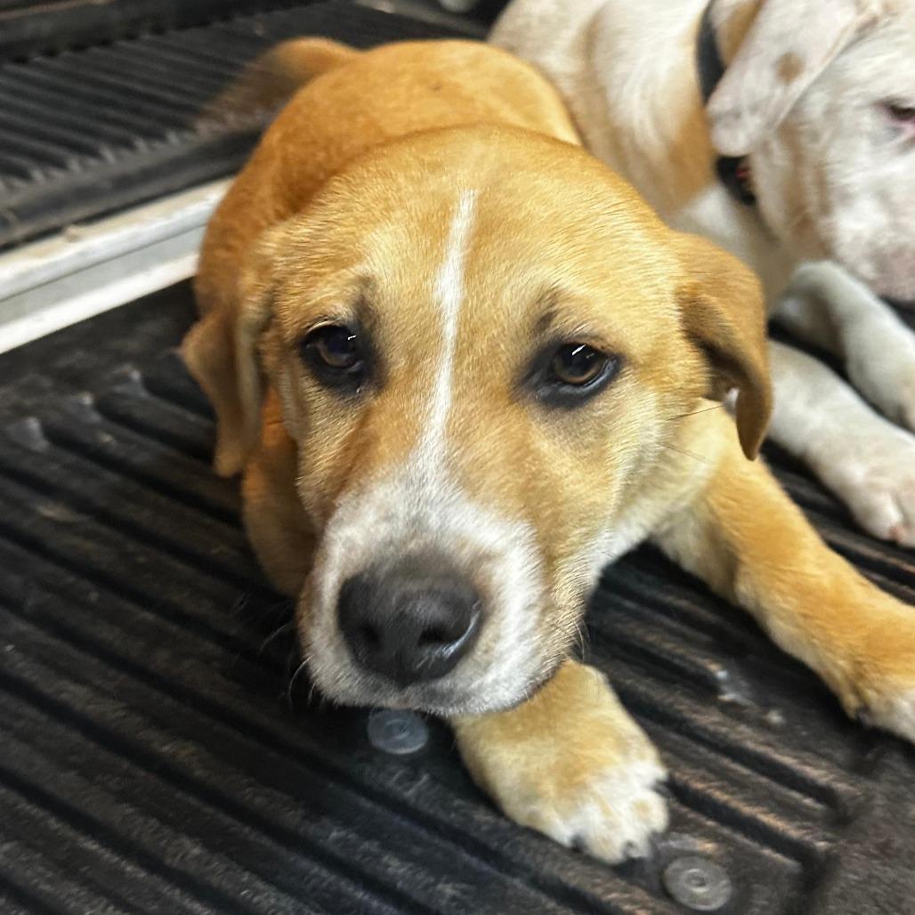 Enlarge Martin (hank), a Adoptable Mixed Breed in Gadsden, AL image 6/6