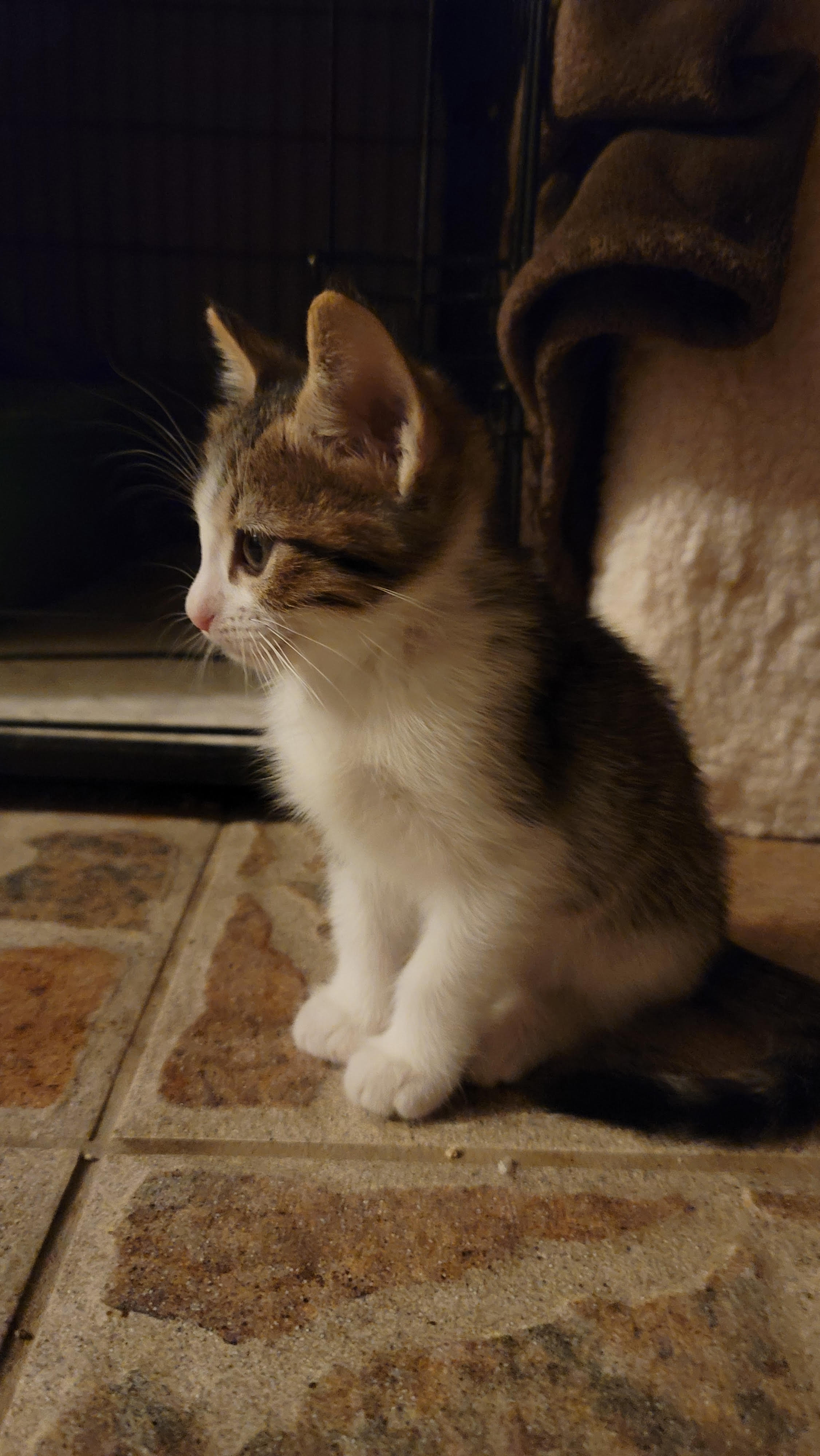 Enlarge BOWIE, a Adopted American Shorthair in PHOENIX, AZ image 2/5