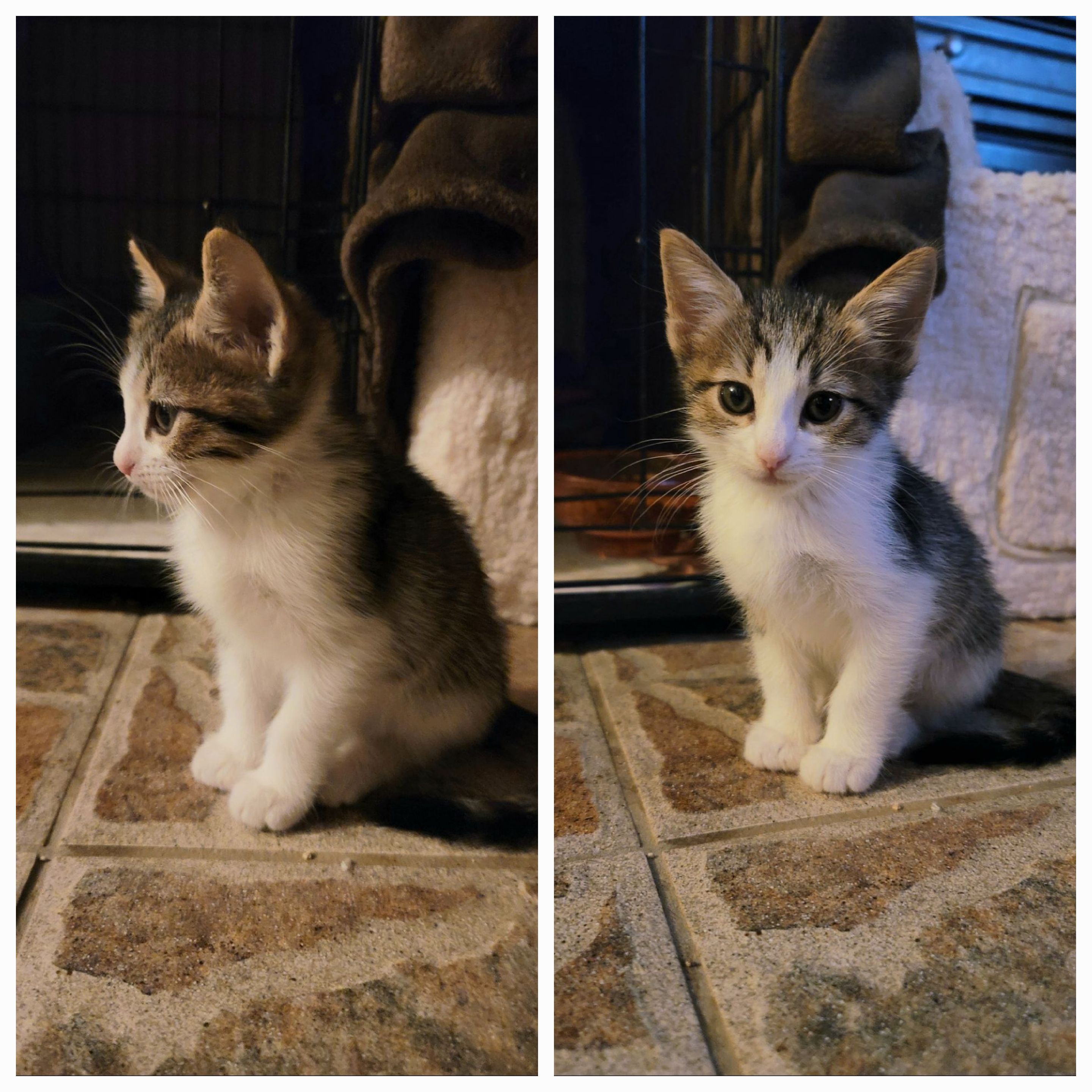 Enlarge BOWIE, a Adopted American Shorthair in PHOENIX, AZ image 3/5