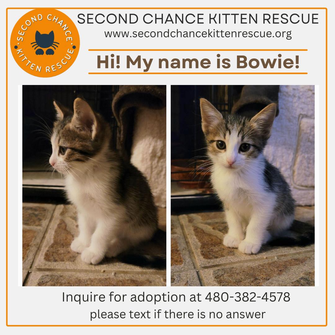 Enlarge BOWIE, a Adopted American Shorthair in PHOENIX, AZ image 1/5