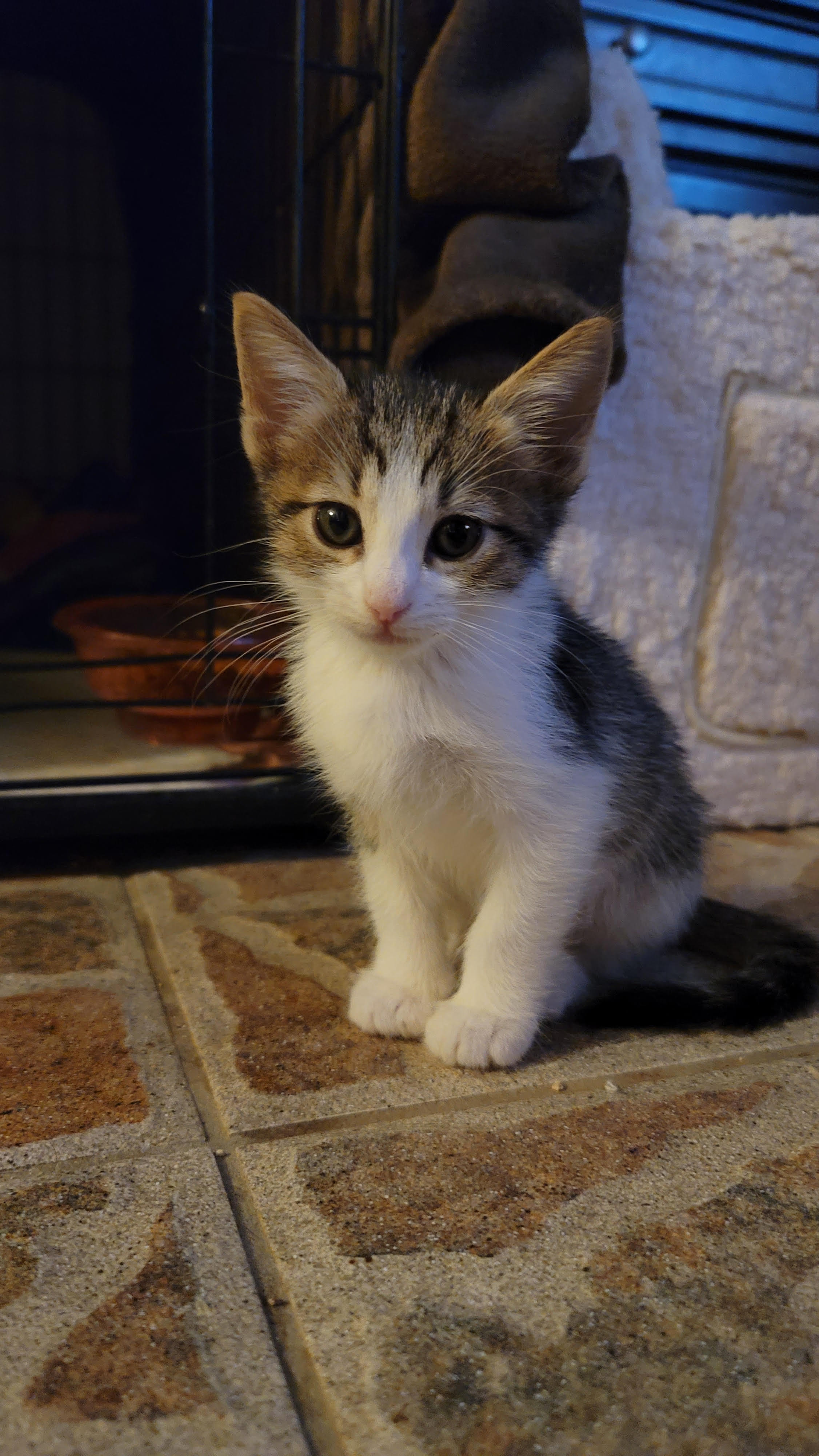 Enlarge BOWIE, a Adopted American Shorthair in PHOENIX, AZ image 4/5
