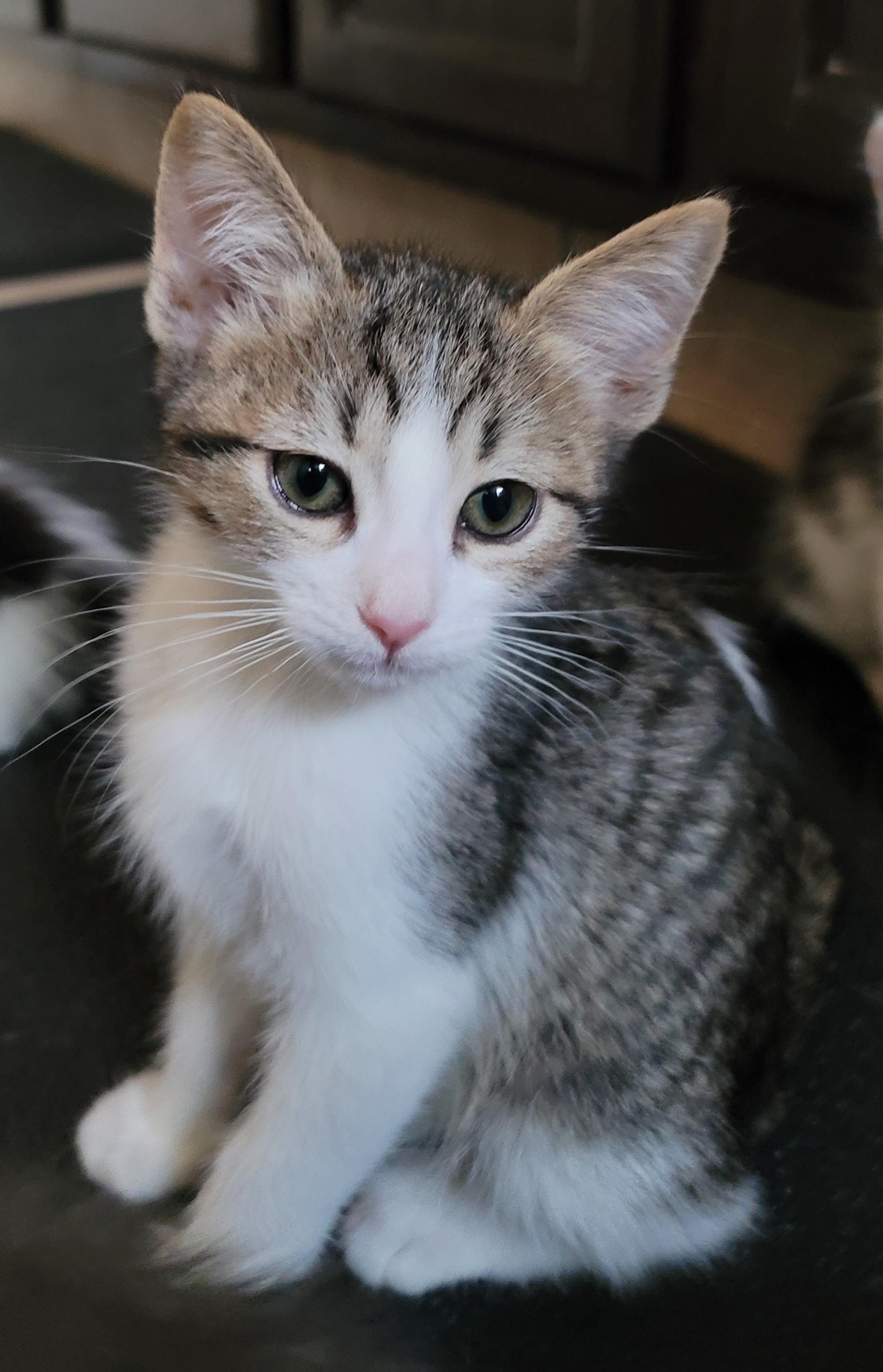 Enlarge BOWIE, a Adopted American Shorthair in PHOENIX, AZ image 5/5