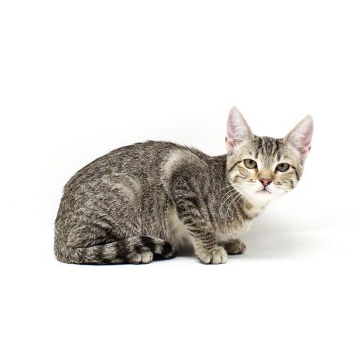 Princess Sassy Pants, Adoptable, Kitten Female Domestic Short Hair.