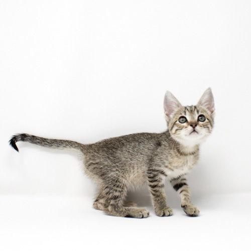 Enlarge Princess Sassy Pants, a Adoptable Domestic Short Hair in Florence, AZ image 2/2