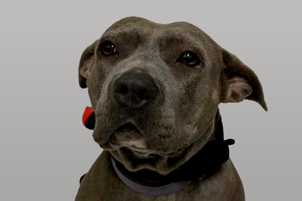 Sweet Pea thumbnail 2