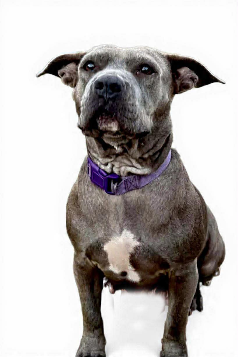 Sweet Pea, a ADOPTABLE mixed breed in Elloree, SC image 3/4