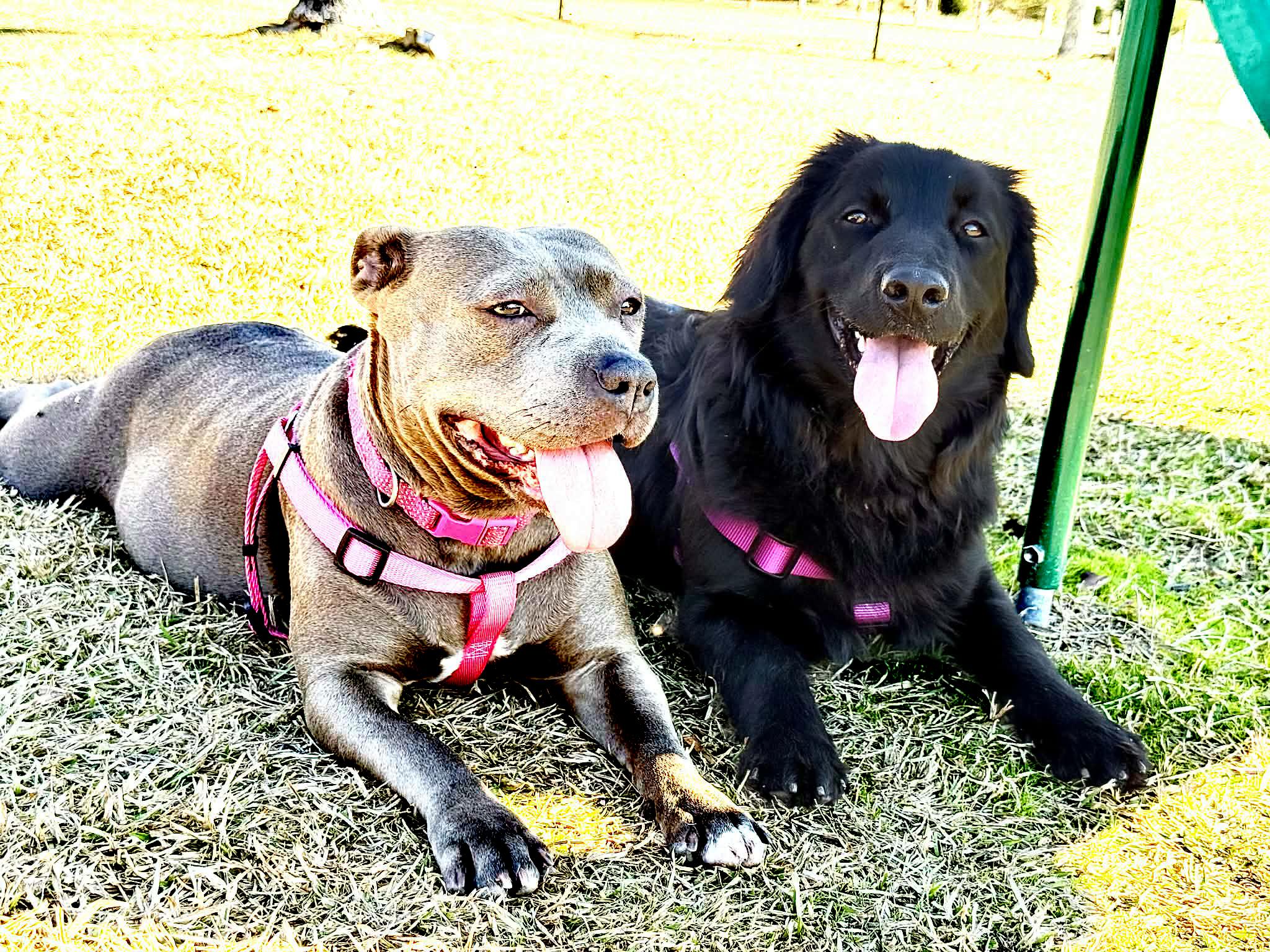 Sweet Pea, a ADOPTABLE mixed breed in Elloree, SC image 4/4