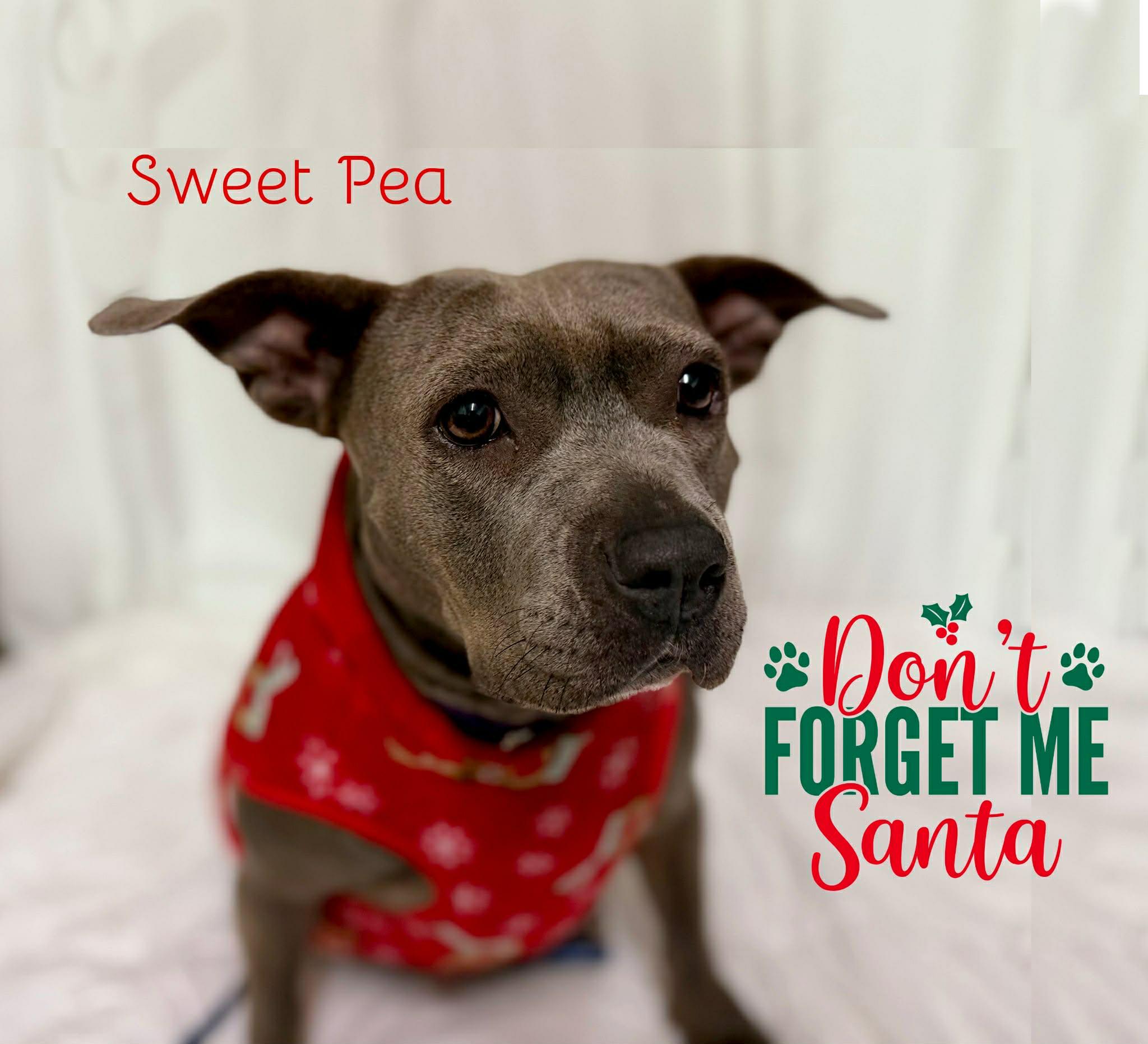 Sweet Pea, ADOPTABLE, Adult Female American Staffordshire Terrier & French Bulldog.