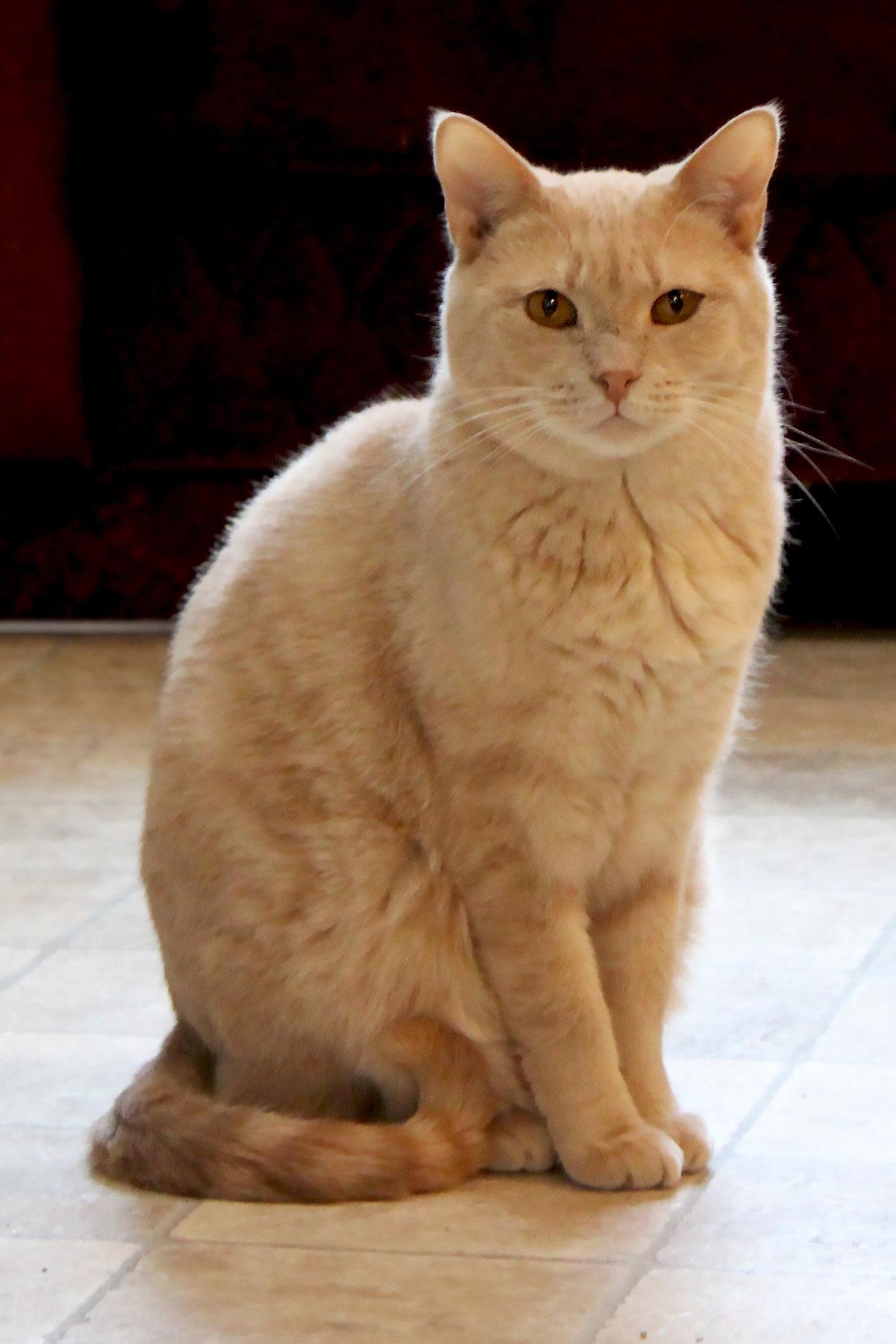 Ferrari, Adoptable, Young Female Tabby.