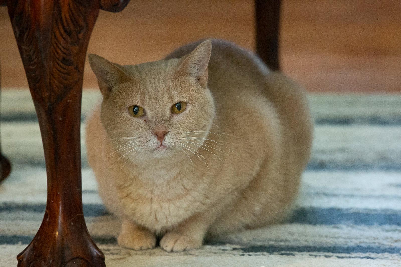 Enlarge Ferrari, a Adoptable Tabby in Buford, GA image 2/3