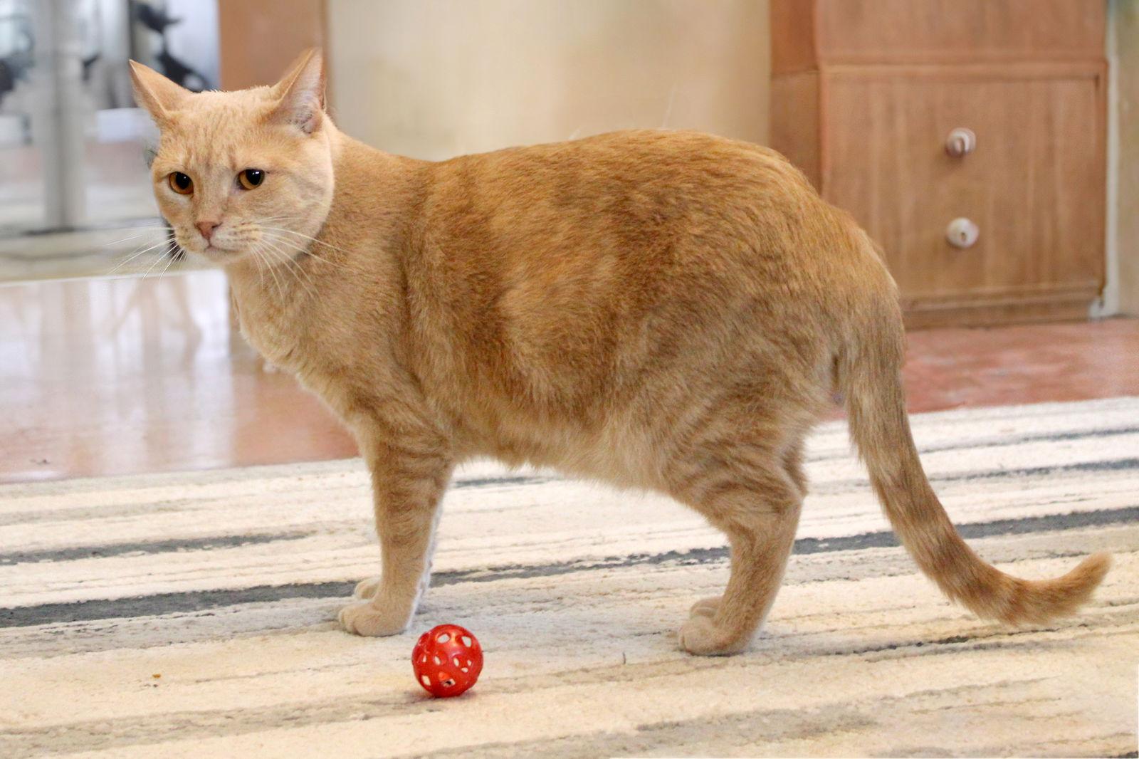 Ferrari, Adoptable, Young Female Tabby.
