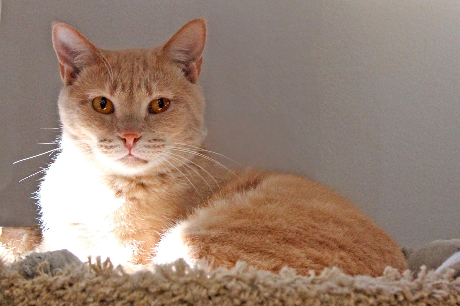 Enlarge Ferrari, a Adoptable Tabby in Buford, GA image 2/3