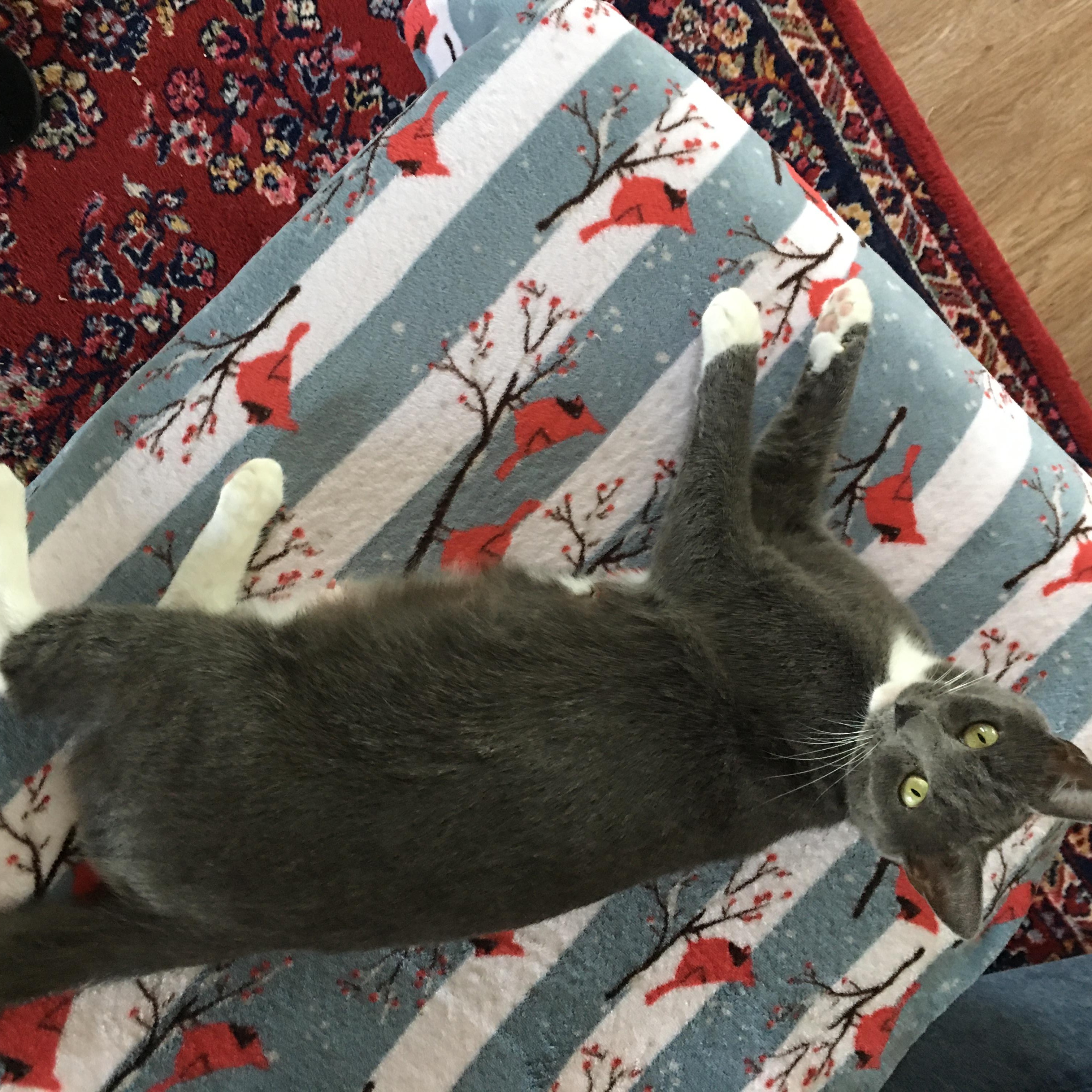 Daisy, Young Female American Shorthair