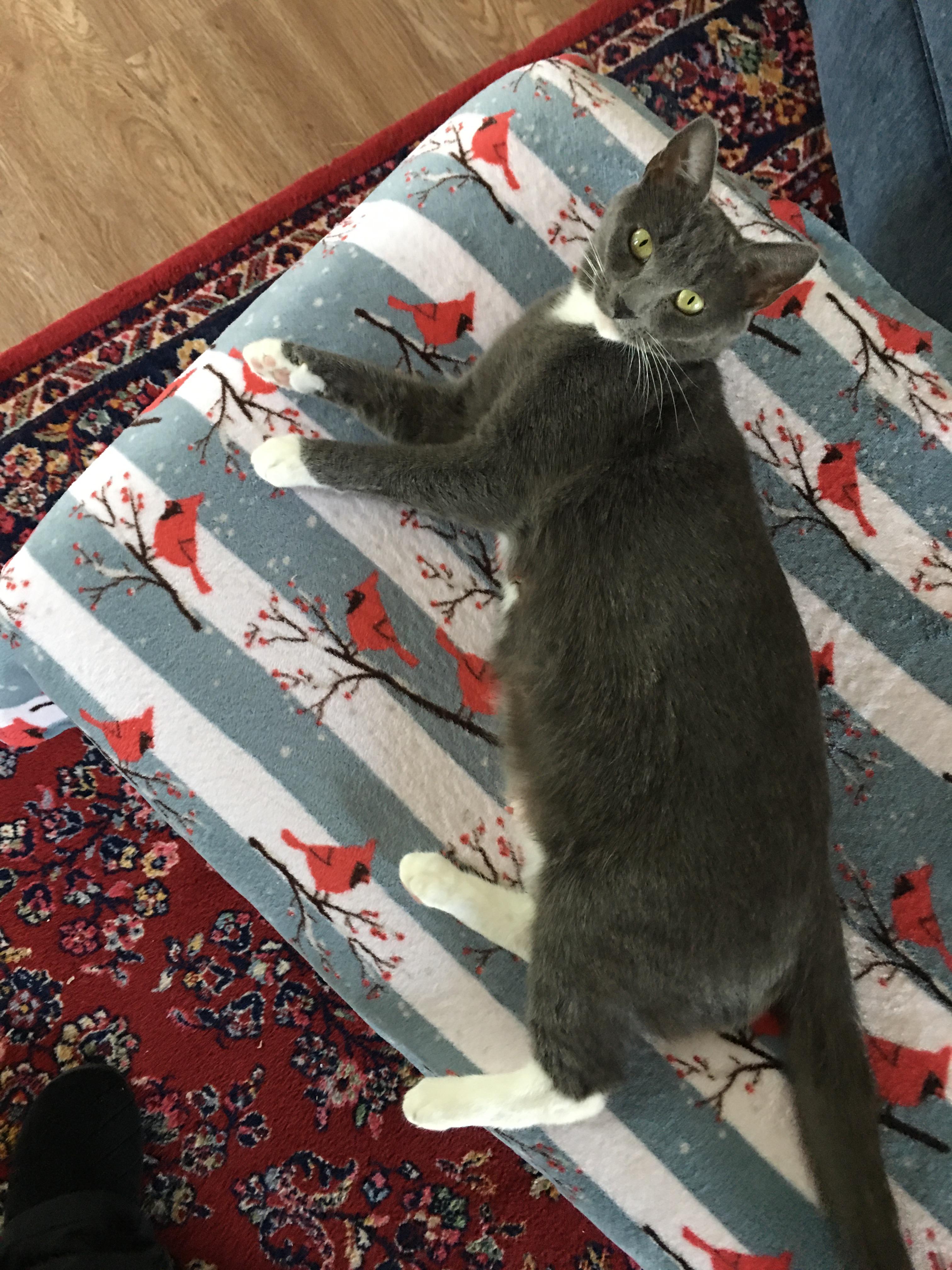 Enlarge Daisy, a Adoptable American Shorthair in Charlotte, NC image 2/2