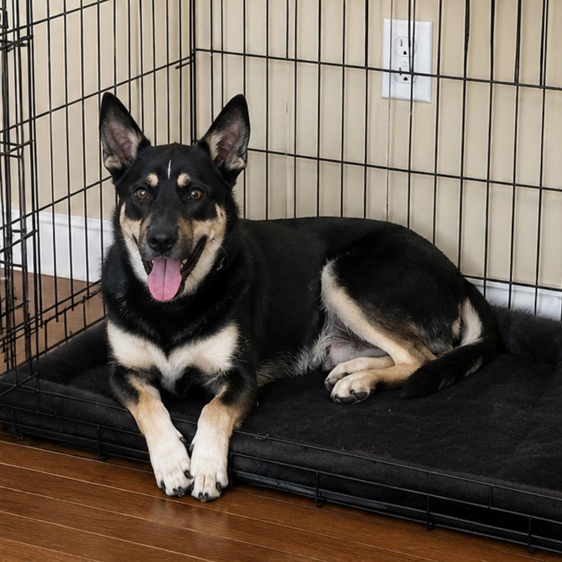 Enlarge Blue, docile and sweet puppy, an adopted Mixed Breed in MA , MA image 3/4
