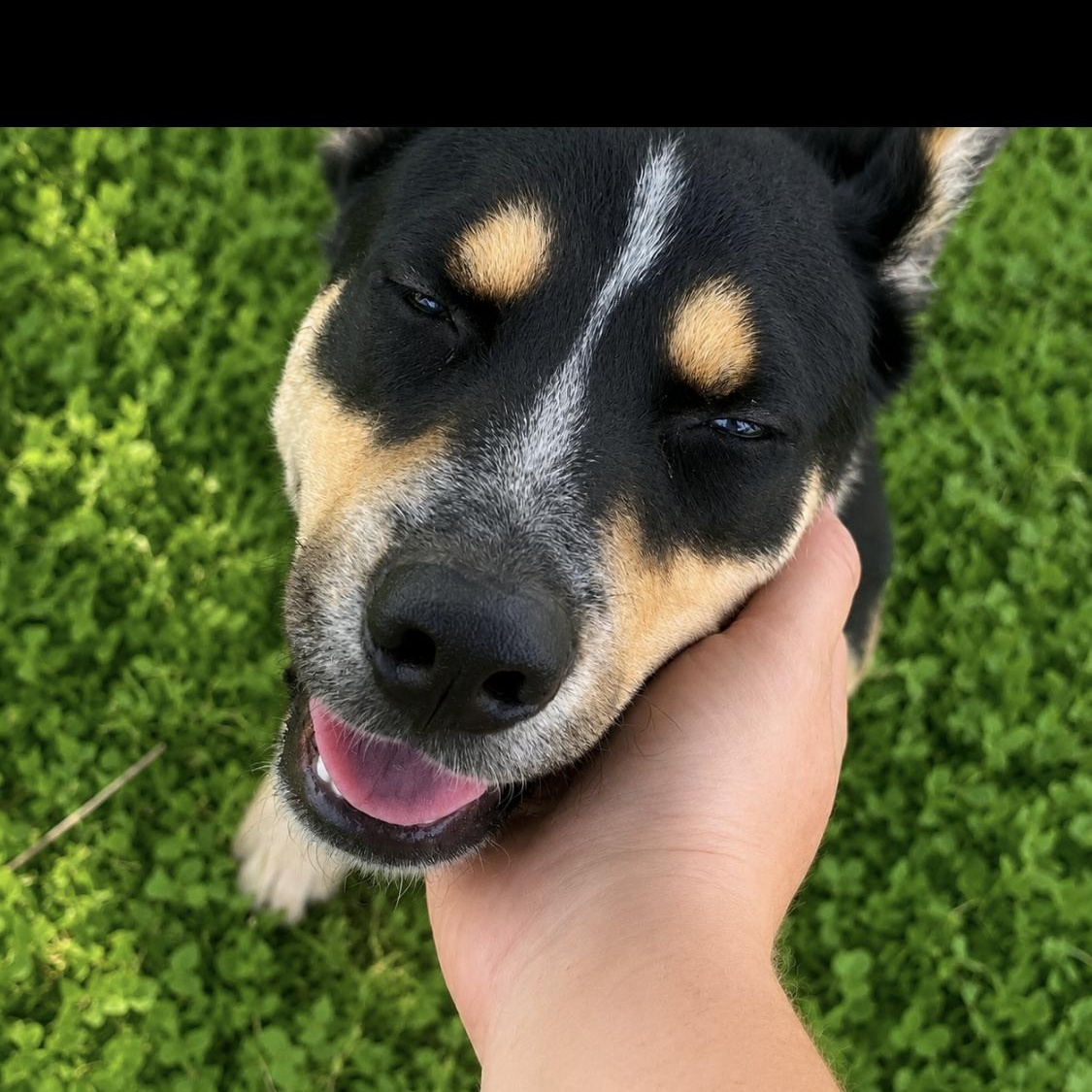 Enlarge Blue, docile and sweet puppy, an adopted Mixed Breed in MA , MA image 1/4