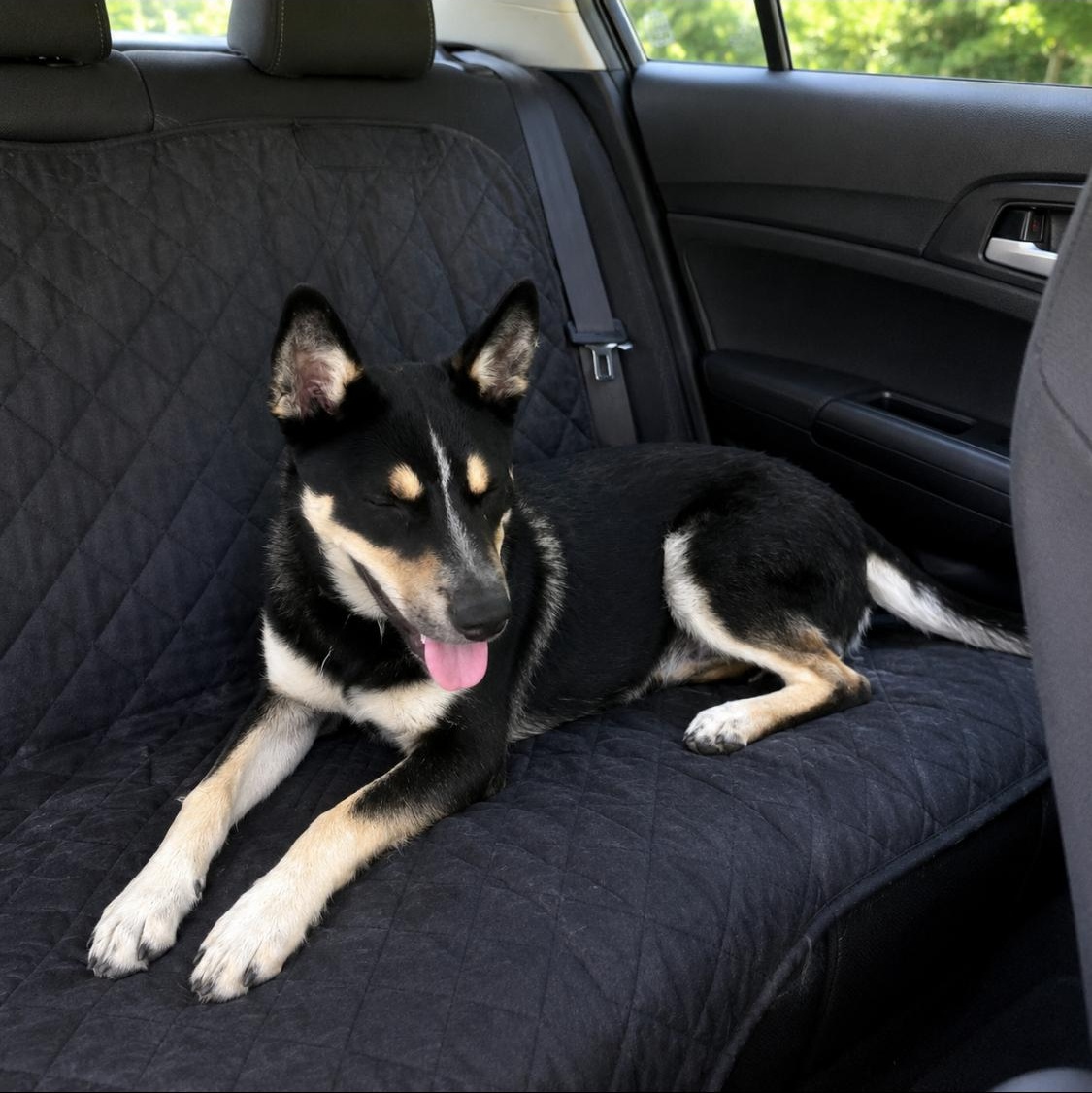 Enlarge Blue, docile and sweet puppy, an adopted Mixed Breed in MA , MA image 4/4